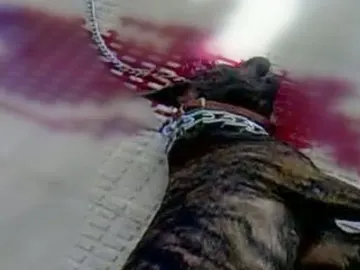 Perro muerto Perro muerto