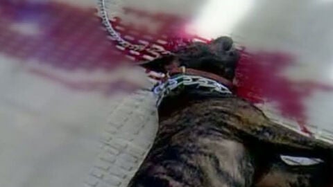 Perro muerto