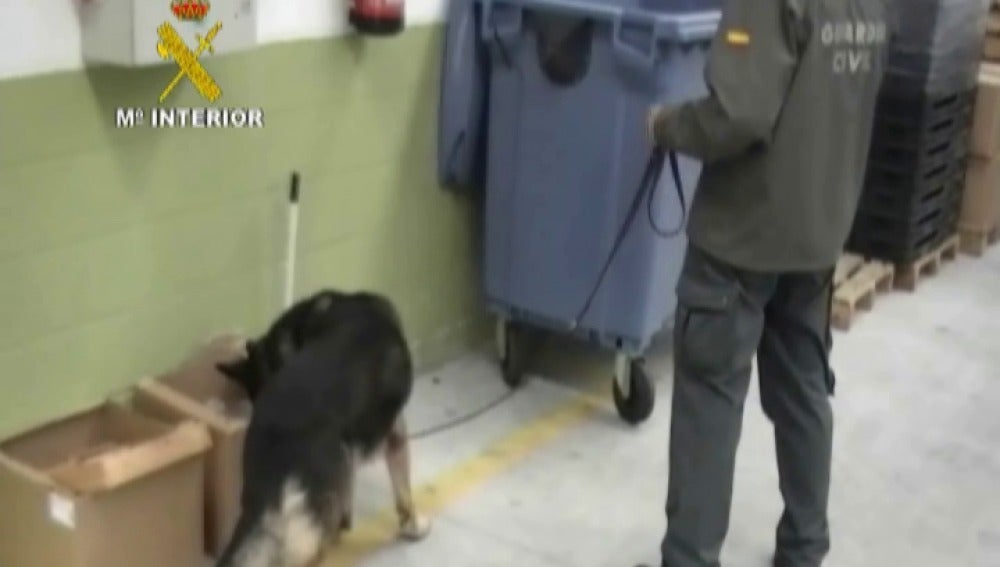 Perros adiestrados encuentran droga en El Dueso 