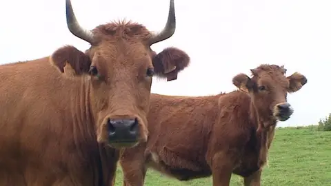Dos terneras Asturianas Dos terneras Asturianas