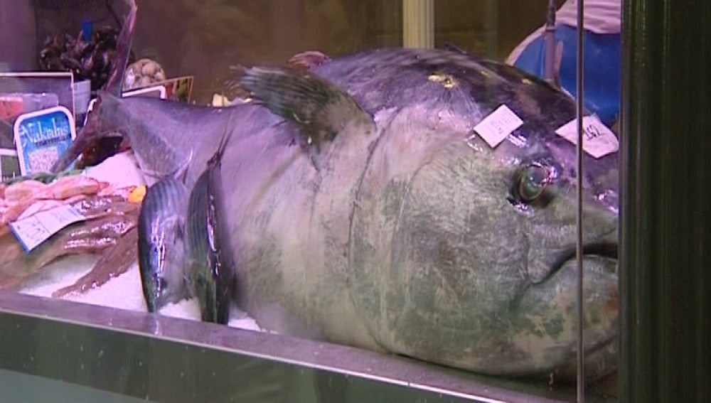 Atún de 162 kilos en Bilbao