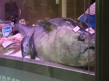 Atún de 162 kilos en Bilbao Atún de 162 kilos en Bilbao