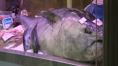 Un atún de 162 kilos en Bilbao 