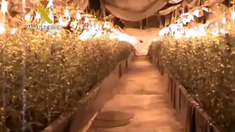 Plantación de marihuana en Alicante Plantación de marihuana en Alicante