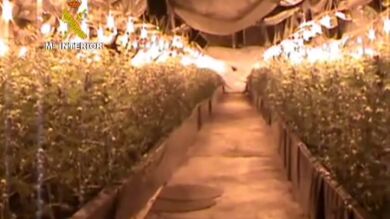 Desmantelada la mayor plantación de marihuana de España