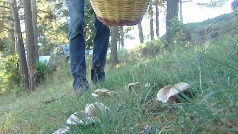 El Ripoll&eacute;s, comarca rica en setas