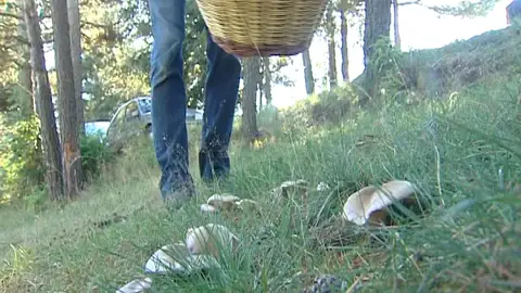 El Ripollés, comarca rica en setas El Ripollés, comarca rica en setas