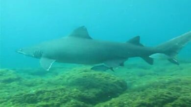 Fotografían en El Hierro al tiburón solrayo, una especie muy difícil de encontrar