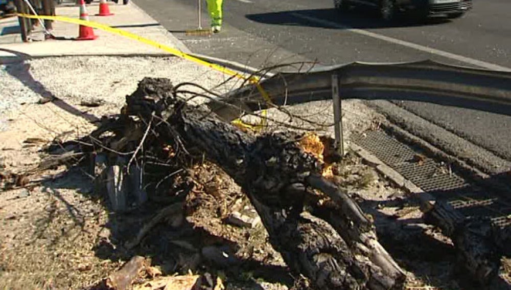 Estado en el que quedó el árbol tras el accidente