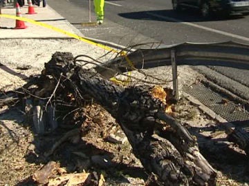 Estado en el que quedó el árbol tras el accidente