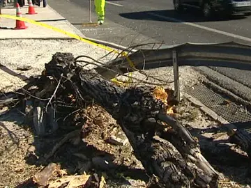 Estado en el que quedó el árbol tras el accidente Estado en el que quedó el árbol tras el accidente