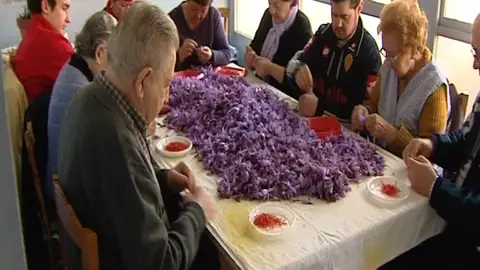 Todos los vecinos ayudan a la preparación del azafrán Todos los vecinos ayudan a la preparación del azafrán