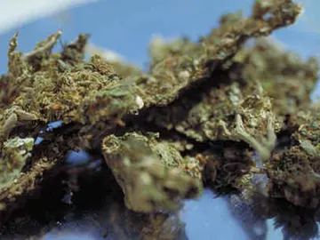 Marihuana Marihuana