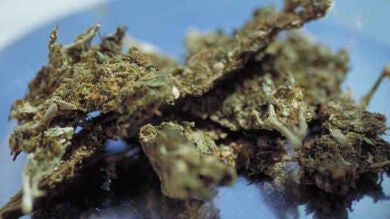 Estudian plantar marihuana como fuente de financiación pública