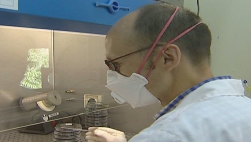 Un científico estudia la bacteria de la legionella