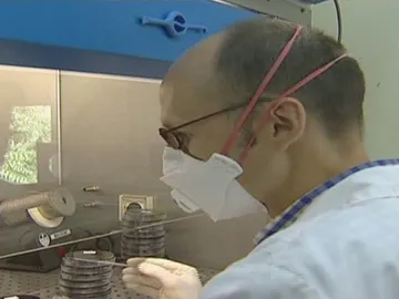 Un científico estudia la bacteria de la legionella Un científico estudia la bacteria de la legionella