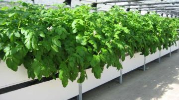 Cultivo aeropónico de patatas