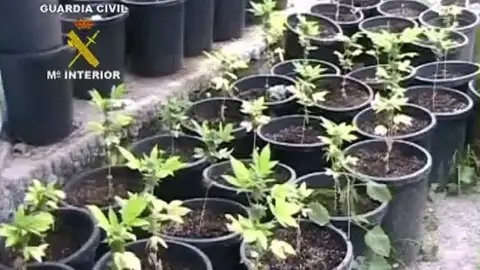 Macetas de marihuana interceptadas en la 'operación Sierra' Macetas de marihuana interceptadas en la 'operación Sierra'