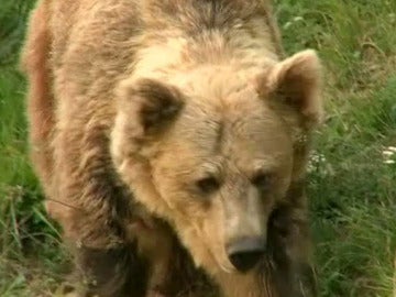 Un oso pardo Un oso pardo
