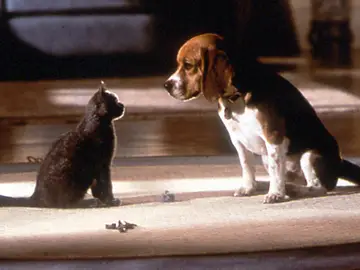 El período de tregua está a punto de finalizar entre los perros y los gatos El período de tregua está a punto de finalizar entre los perros y los gatos