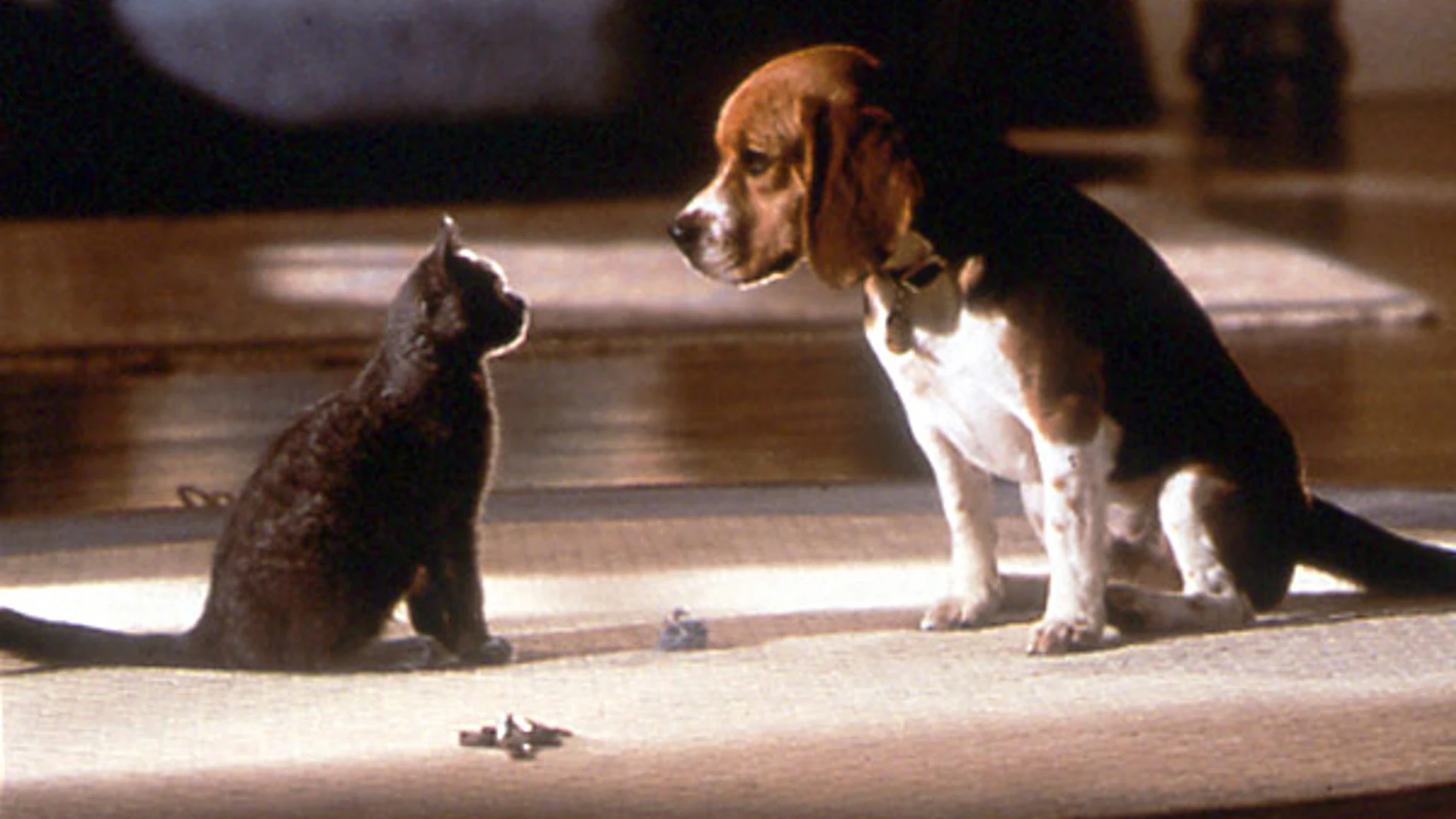 El período de tregua está a punto de finalizar entre los perros y los gatos El período de tregua está a punto de finalizar entre los perros y los gatos