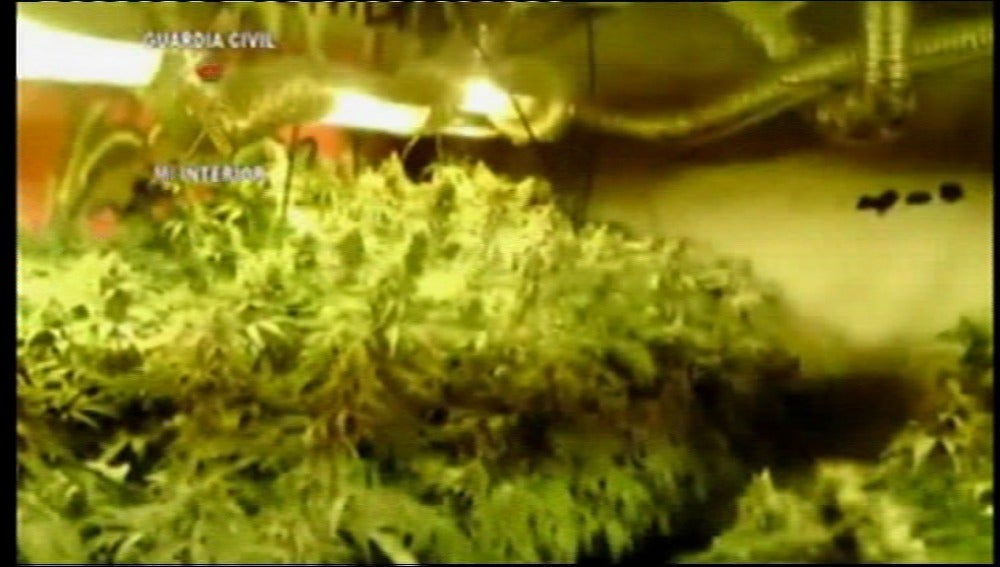 Cultivaban marihuana en un garaje subterráneo en un pueblo de Toledo