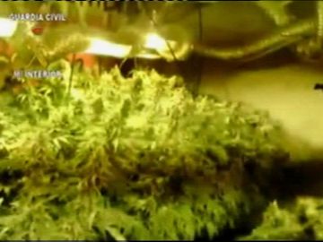 Cultivaban marihuana en un garaje subterráneo en un pueblo de Toledo