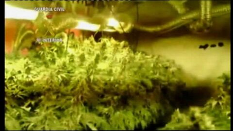 Cultivaban marihuana en un garaje subterr&aacute;neo en un pueblo de Toledo