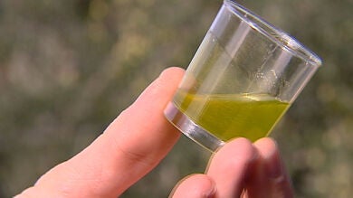 El aceite más exquisito del mundo está en Jaén