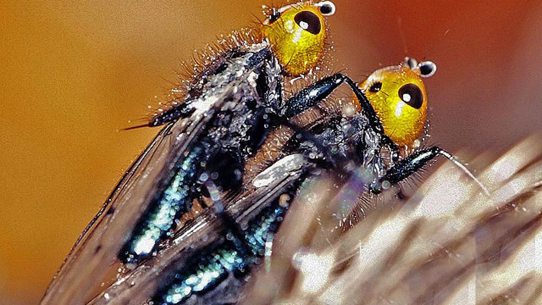 Una de las especies encontradas Una de las especies encontradas