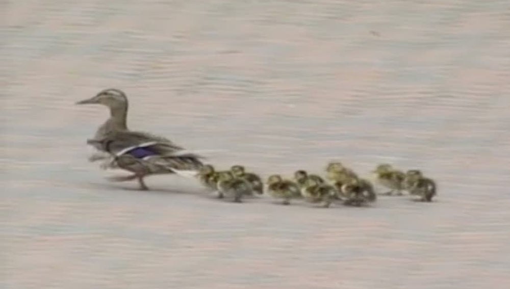 Una familia de patos