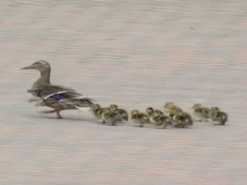 Una familia de patos