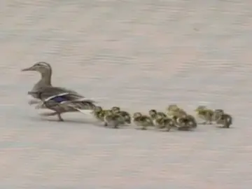 Una familia de patos Una familia de patos