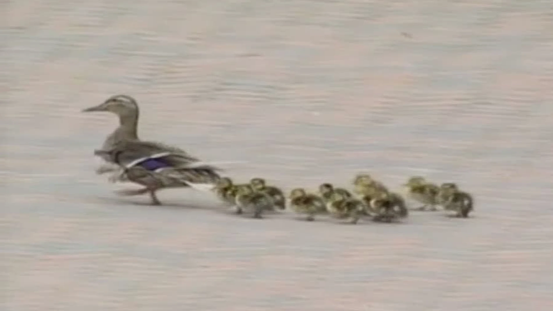 Una familia de patos Una familia de patos