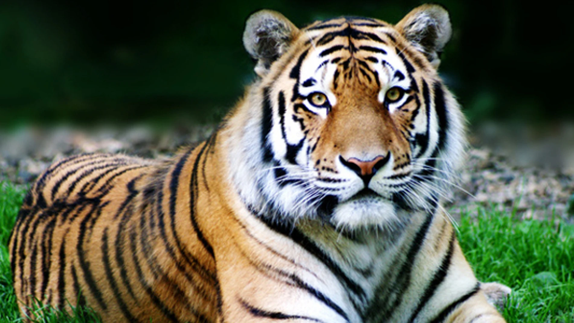 Tigre Tigre