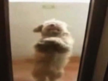 Perro que baila salsa Perro que baila salsa