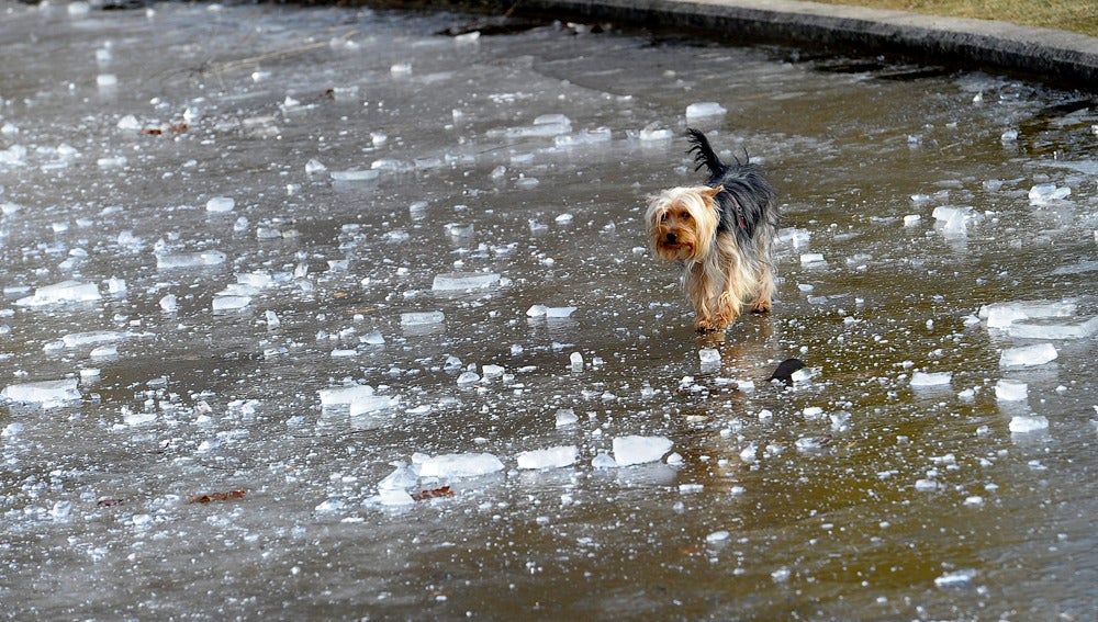 Un perro anda sobre una fuente helada
