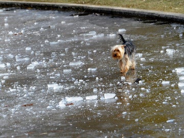 Un perro anda sobre una fuente helada