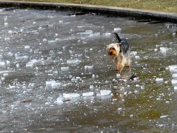 Un perro anda sobre una fuente helada Un perro anda sobre una fuente helada