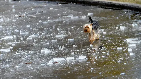 Un perro anda sobre una fuente helada Un perro anda sobre una fuente helada