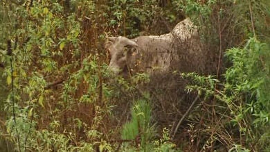 Un toro de 500 kilos se escapa y provoca el pánico entre los vecinos de O Porriño