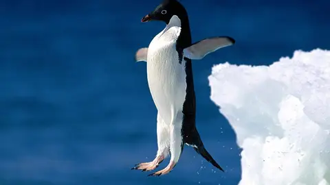 ¿Pingüinos voladores? Real o inocentada ¿Pingüinos voladores? Real o inocentada