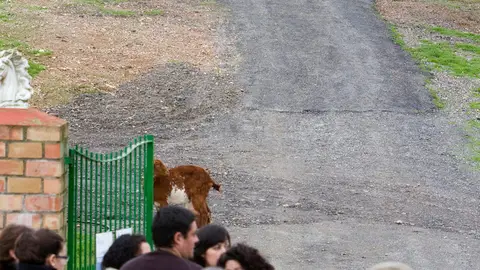 Encuentran el cadáver de un mujer atacada por perros Encuentran el cadáver de un mujer atacada por perros