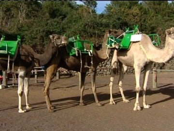 Camellos para la cabalgata real Camellos para la cabalgata real