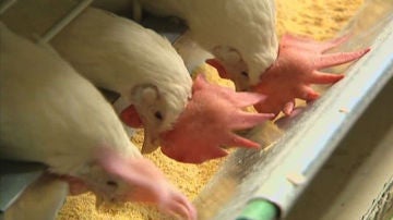 Mueren 11.000 pollos por un incendio