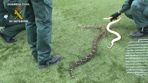 Serpientes incautadas