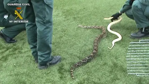 Serpientes incautadas Serpientes incautadas