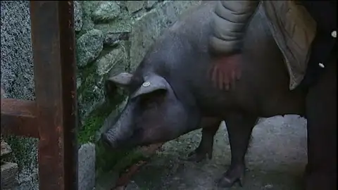 El marrano de La Alberca ya tiene su dueño El marrano de La Alberca ya tiene su dueño