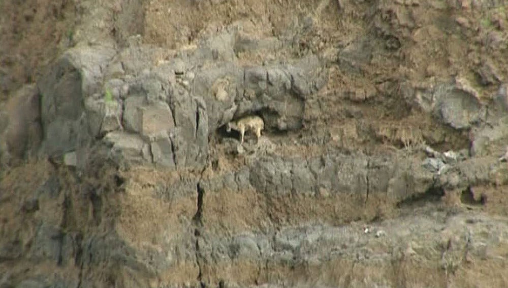Una cabra atrapada en el monte en La Gomera