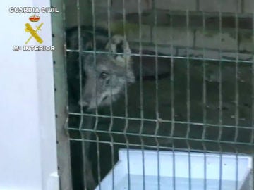 El lobo decomisado en Huelva